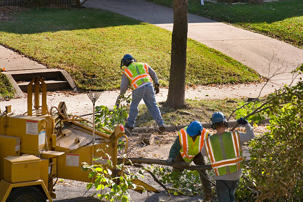 Claycomo, MO Tree Removal and Landscaping Services Company